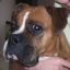 Pandora Boxer