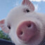PIG.JHEFY