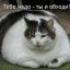 Жёванный кот