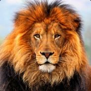 Dislo - steam id 76561197960487723