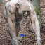 Smeagol