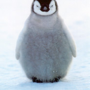 pingu