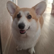 Mr. Corgi
