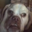 britishdog23