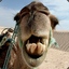 *Camel*