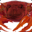 Alpha Crab