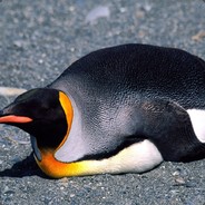 MePenguin