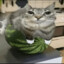 Watermelon Cat