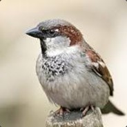 Wrobelek avatar