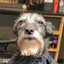 Spiffy DOG's avatar