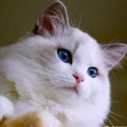 CC起了，一枪秒了