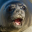 seal