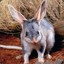 Bilby The Bilbian