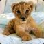 IM LioN KInG.