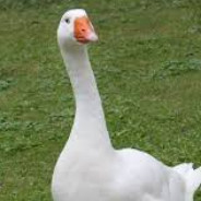 Simply-Tim (한국어 배우기)