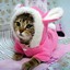 Bunnycat