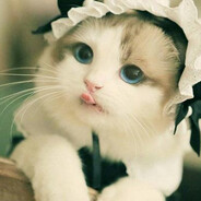 跟我一起喵喵喵