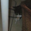 C_n1ctpp