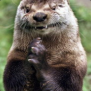 The Sinister Otter
