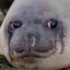 SadSeal