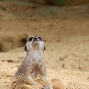 ПОЖИЛОЙ МАНГУСТ