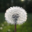 Одуванчик