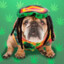 DogMarley