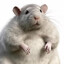 fat fucking rat