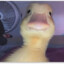 DuckyWindow