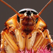 Cockroach Jones