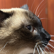 vlenks' Steam avatar