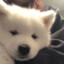Naveko