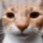A cat