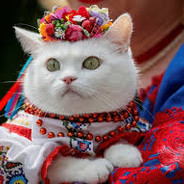 Ukrainian Cat