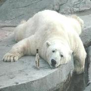 ЖидМедведь