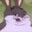 above average chungus