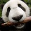 Panda Eating Bamboo