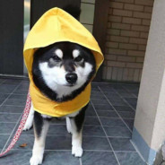 Thor - steam id 76561198841191722