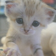 Lilli