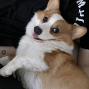 欲要吃鸡，先养柯基