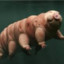 Tardigrado