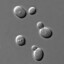 saccharomyces cerevisiae