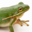 Frog_