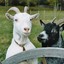 Two Goats