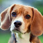 a beagle