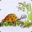 AlfieTheTortoise