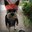 KillerDoGs
