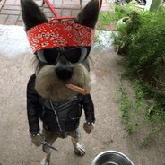 KillerDoGs