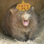 King Wombat IV