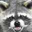 WilD_RaccooN